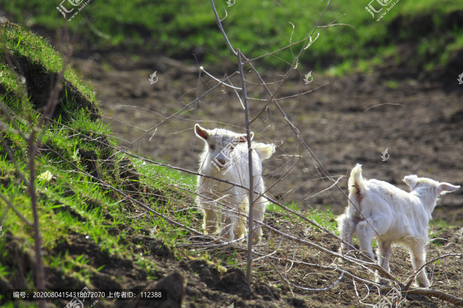 山羊绵羊羊群草原牧场生态养殖业
