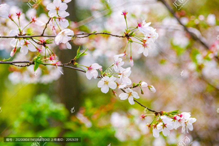 春季樱花