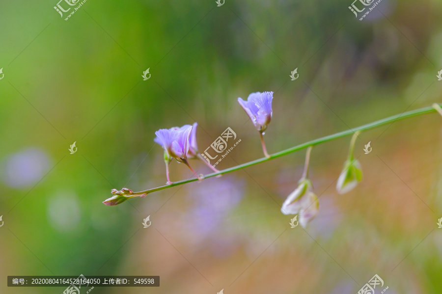 中草药远志特写高清大图