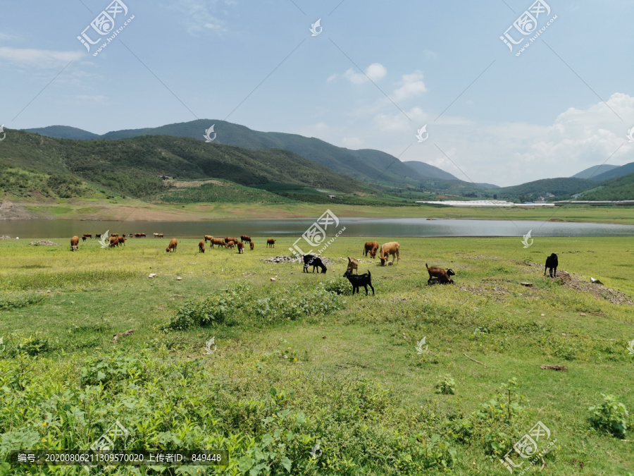 青山绿水牧场黄牛养殖