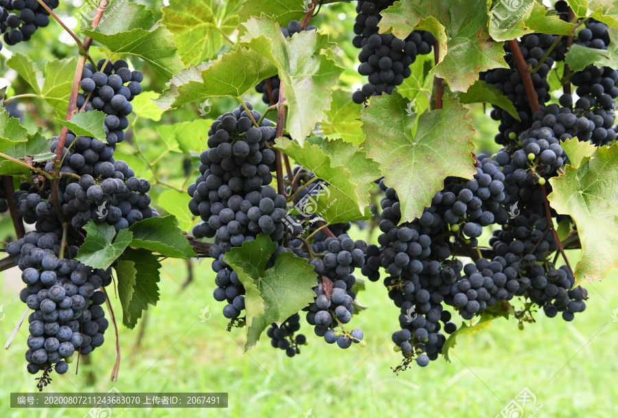 欧洲酿酒葡萄品种