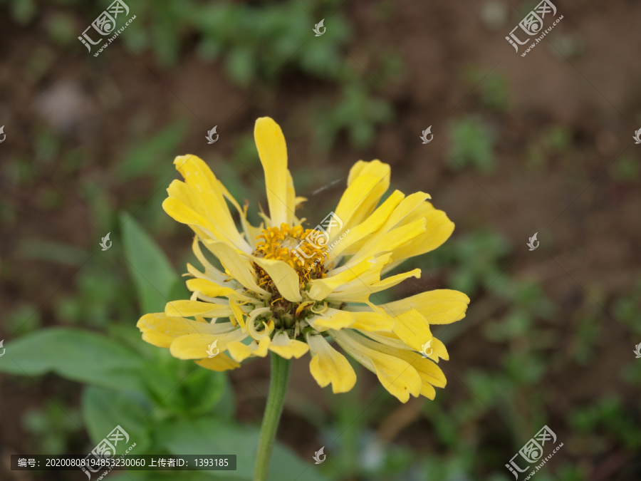 黄色松果菊