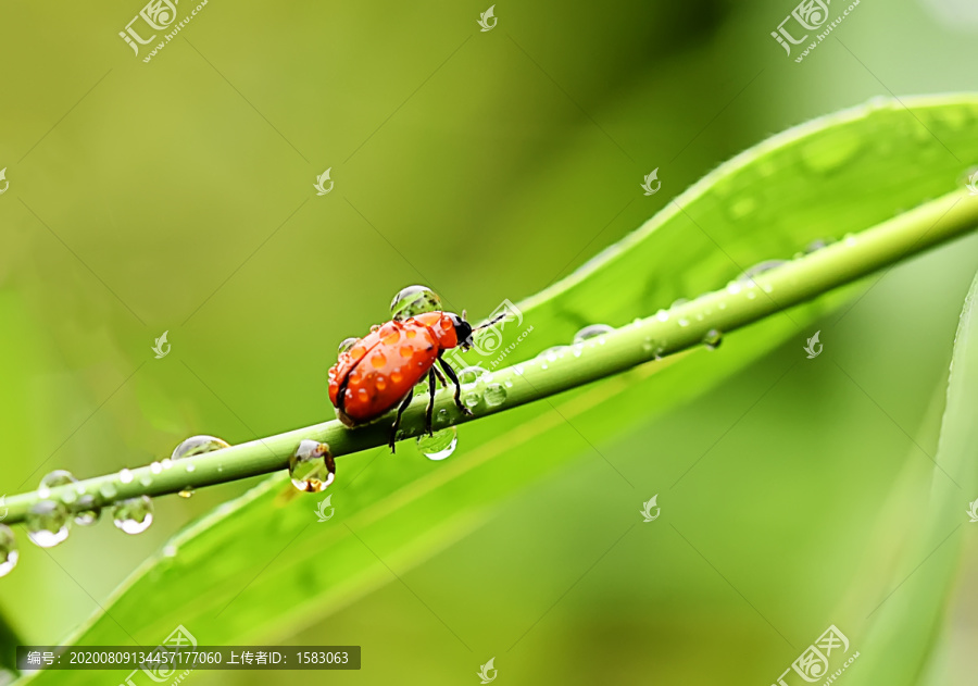 雨中昆虫