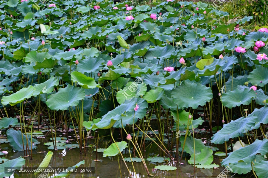 夏荷