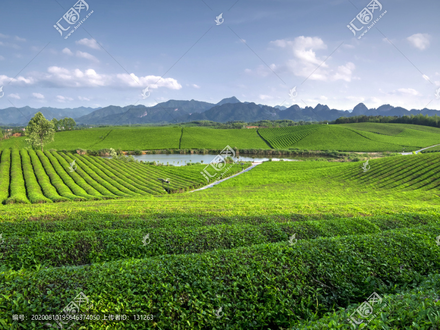 金华九峰牧场茶树茶山