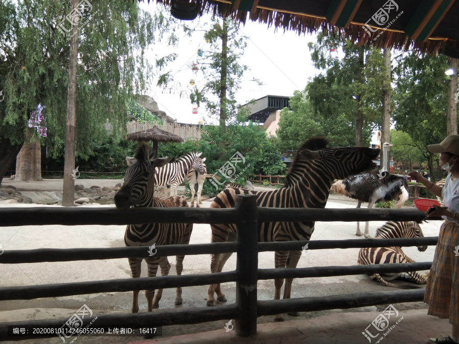 上海野生动物园斑马