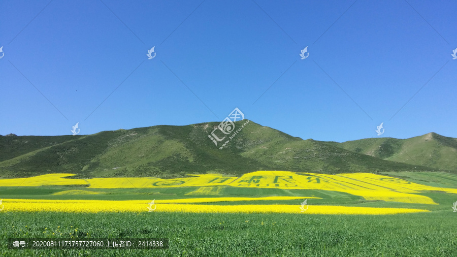 卓尔山油菜花海