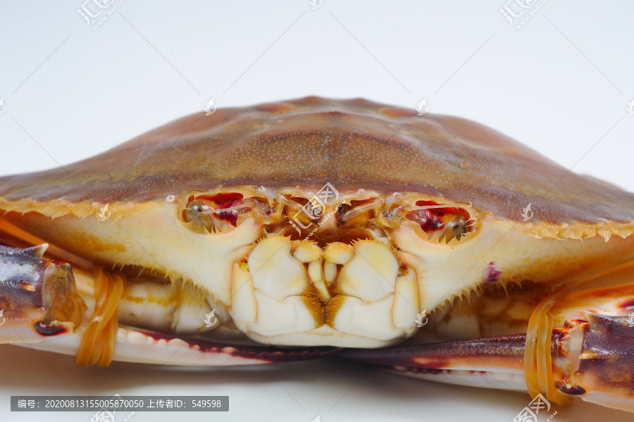 梭子蟹
