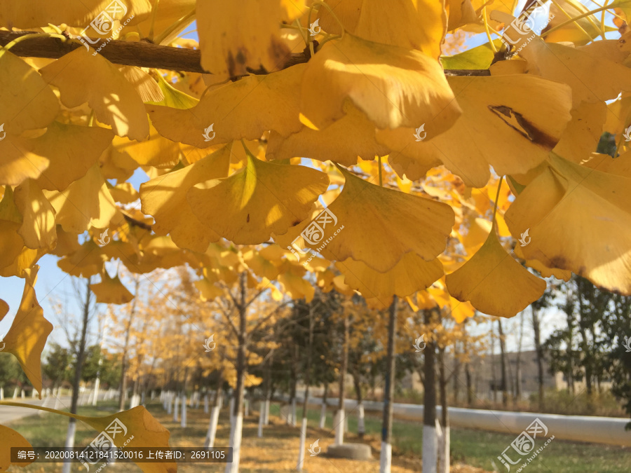 银杏树风景摄影