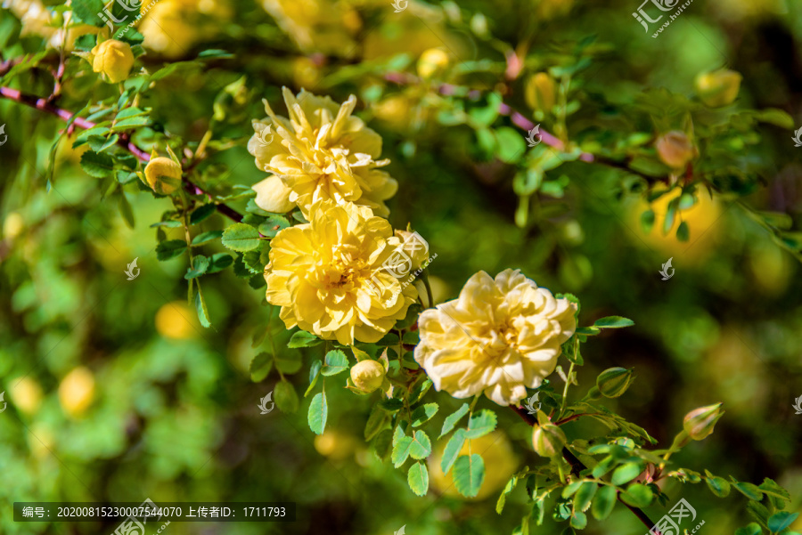 蔷薇科植物黄刺玫