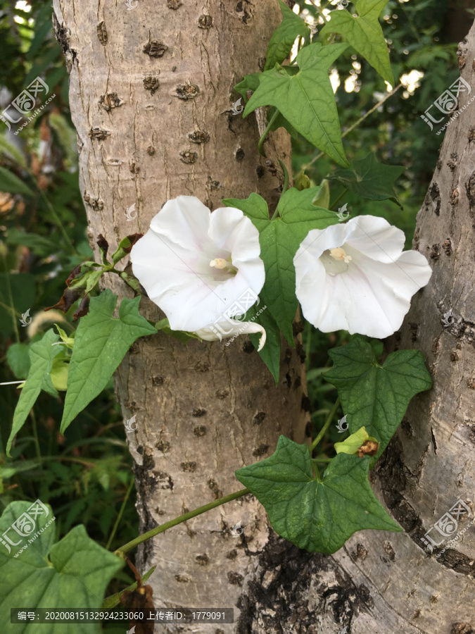 树上的喇叭花