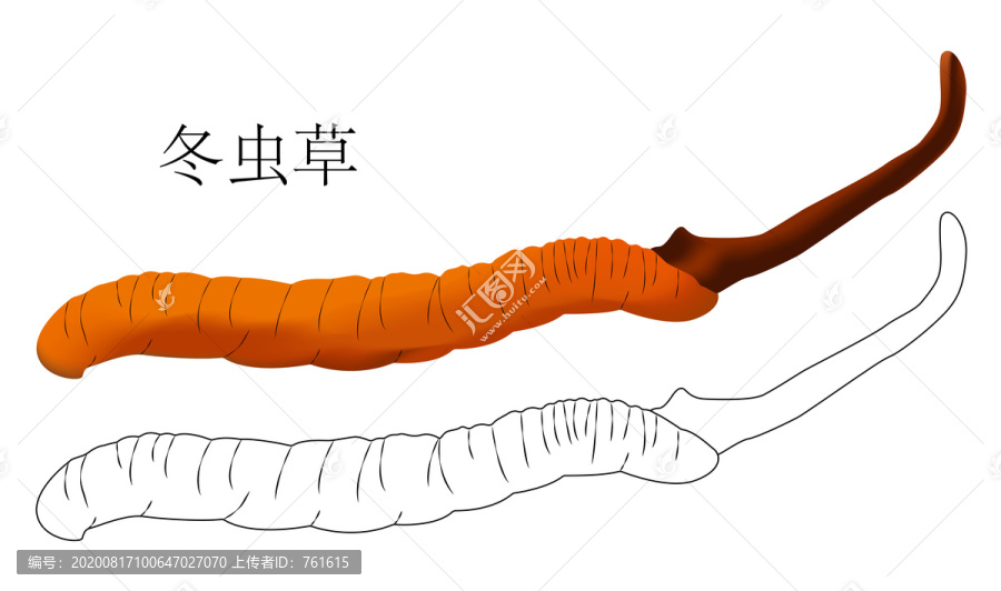 冬蟲(chóng)草