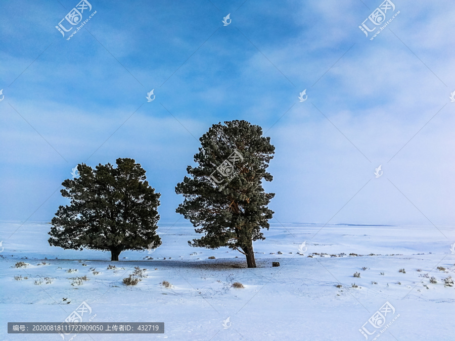 冬季雪原松树