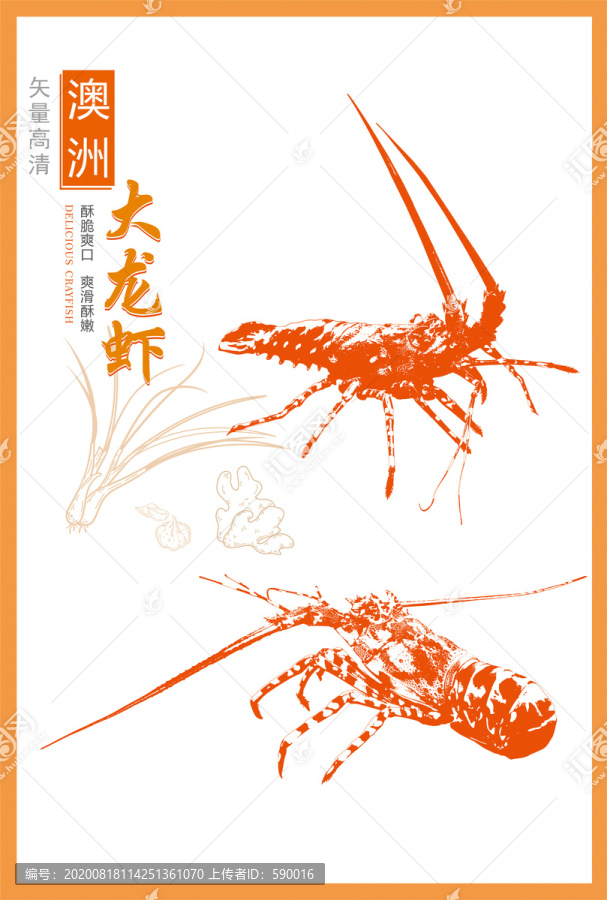 澳洲龍蝦