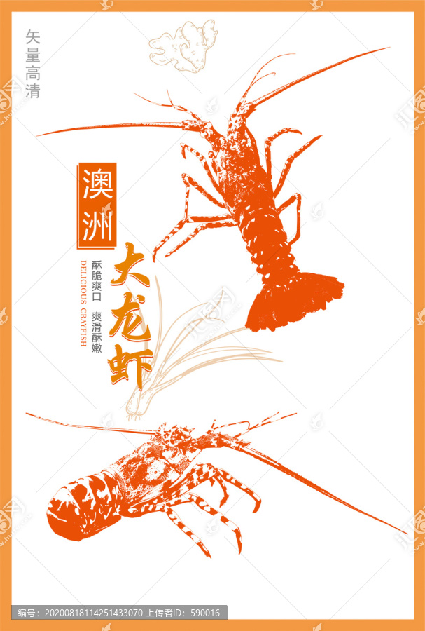 澳洲龍蝦
