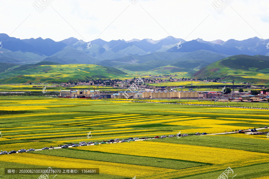 青海海北門源油菜花海
