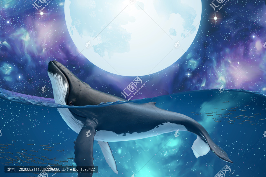 在滿月星空下悠游的座頭鯨