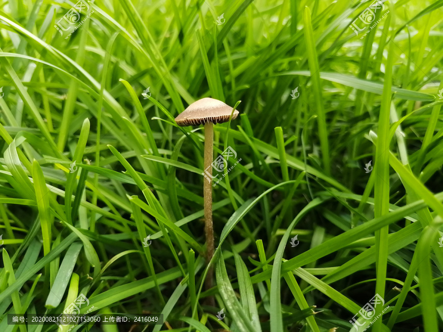 蘑菇绿草地