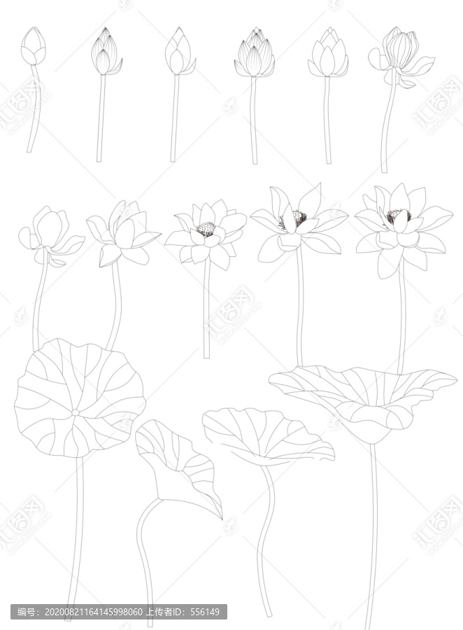 矢量荷花工筆白描線稿