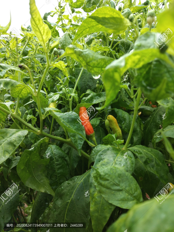 新鲜植物小辣椒