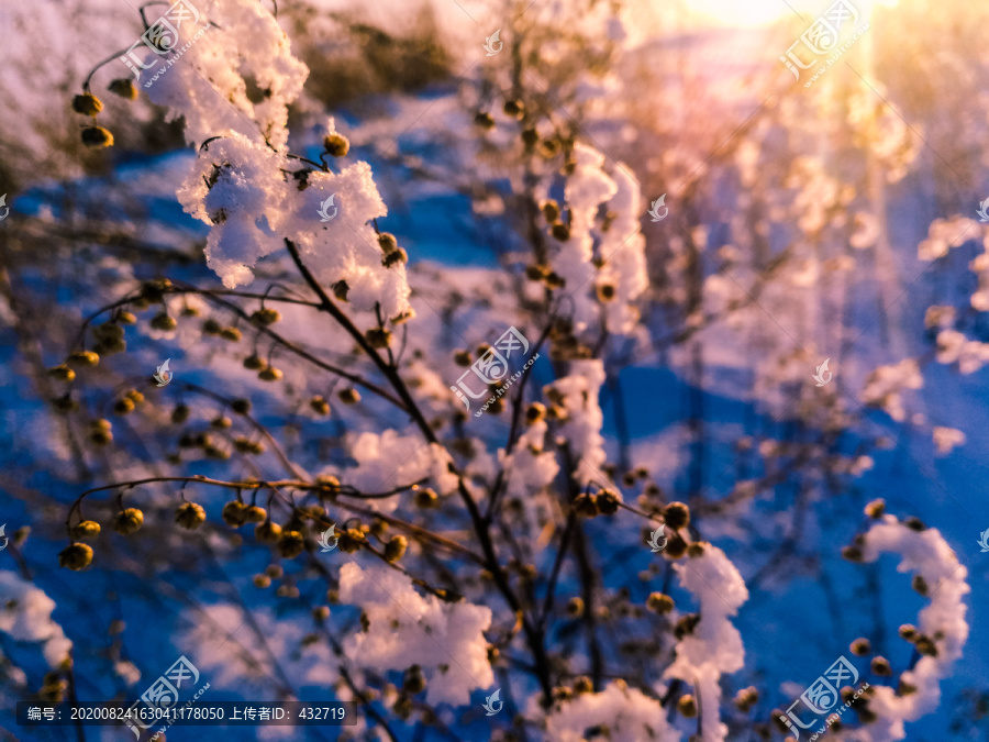 积雪的蒿草