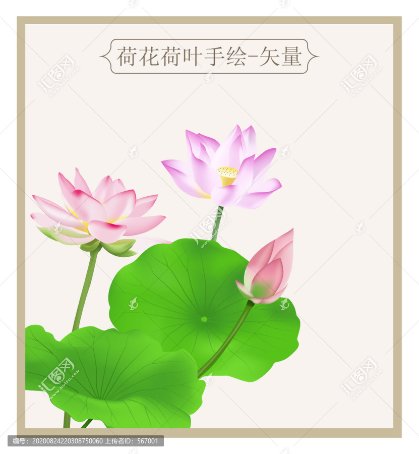荷花