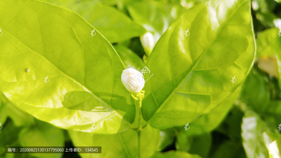 栀子花