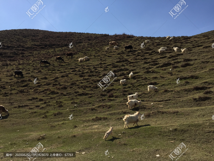 山坡放牧羊群