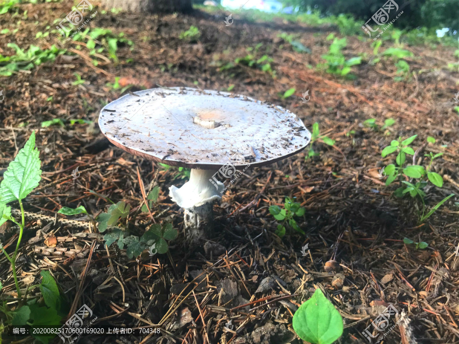 草丛蘑菇