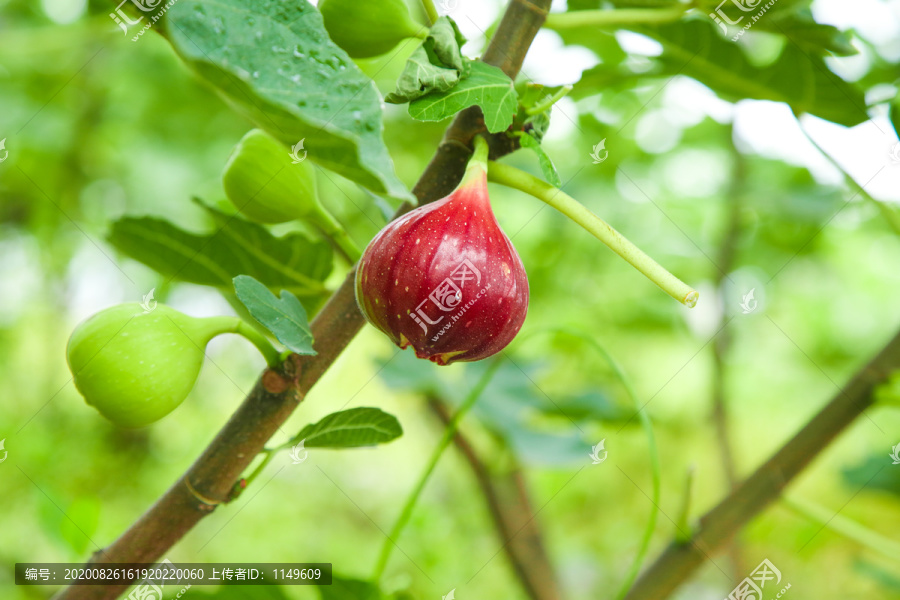 新鲜无花果