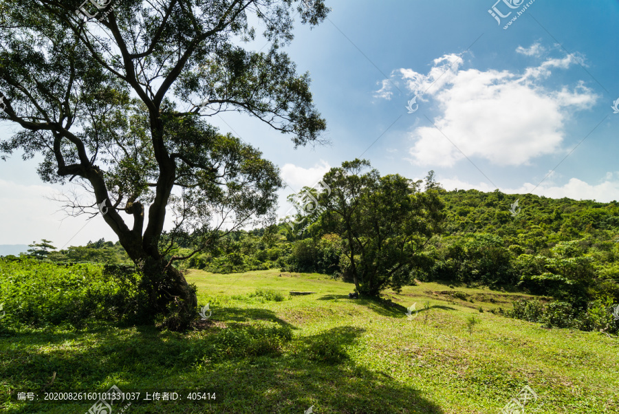 高山草场养牛场