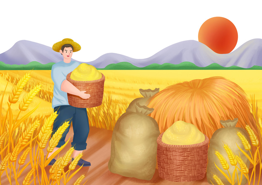 农民勤劳耕作大丰收秋收小麦场景
