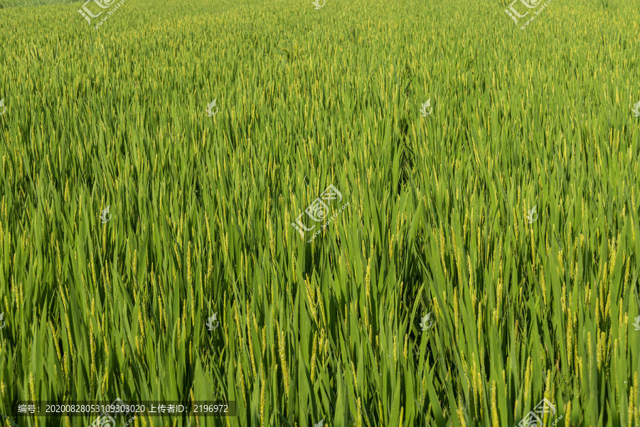 抽穗的稻田