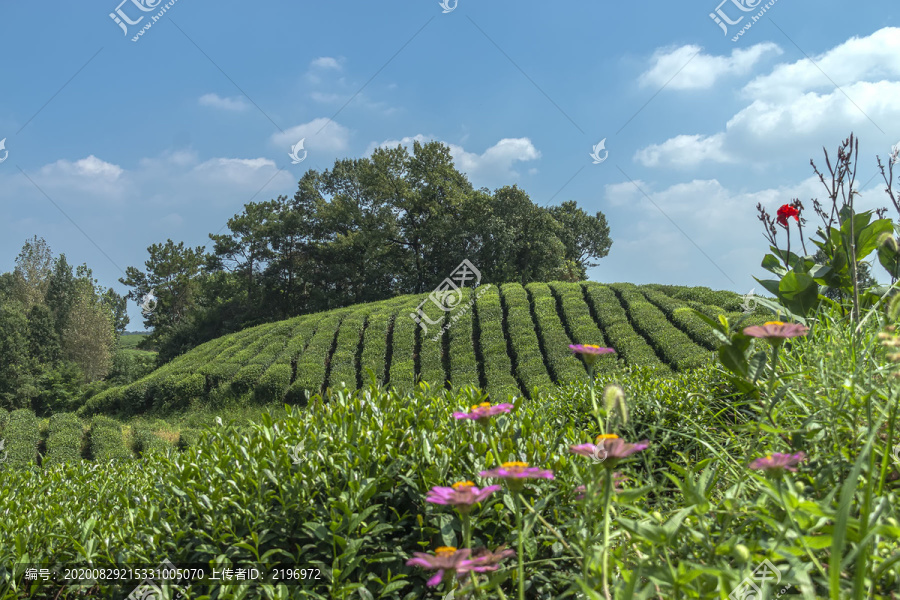 茶田茶山素材