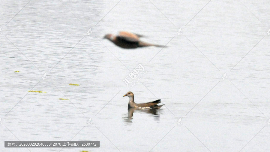 黑水鸡