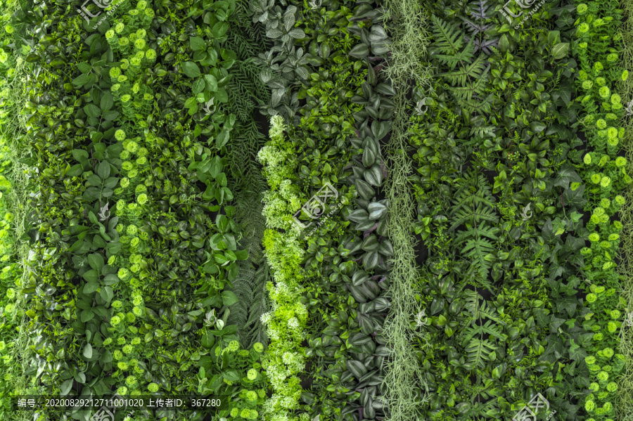 绿色植物装饰墙