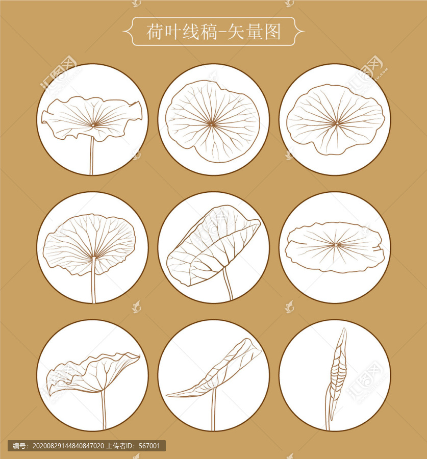 荷葉線稿