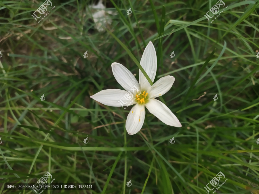 白色水仙花特写