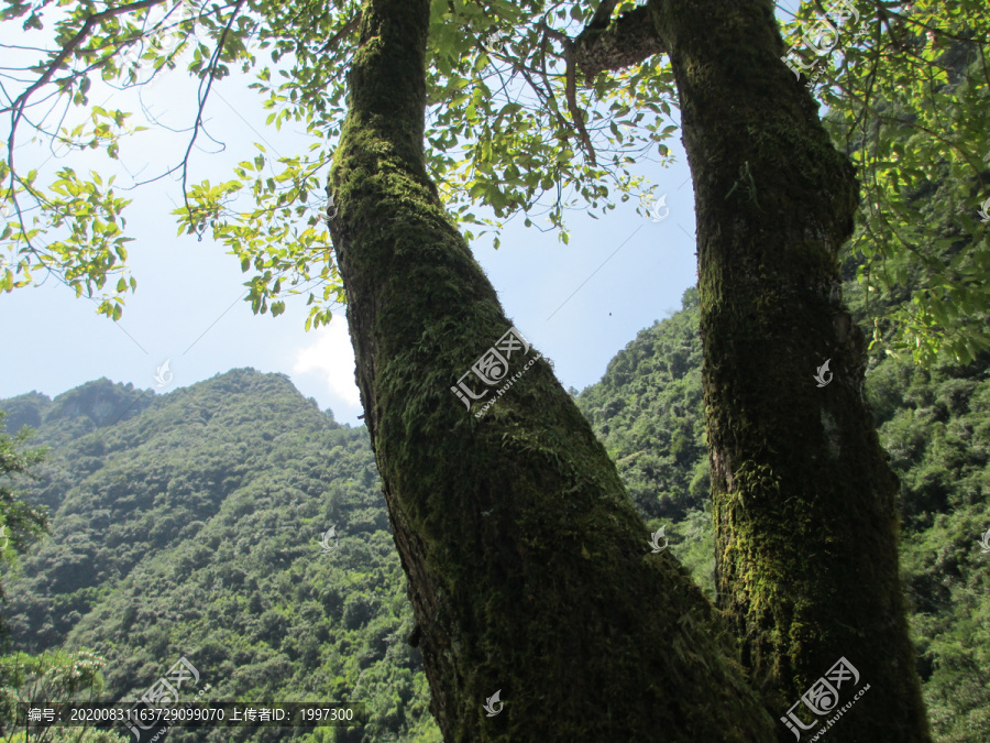 树景