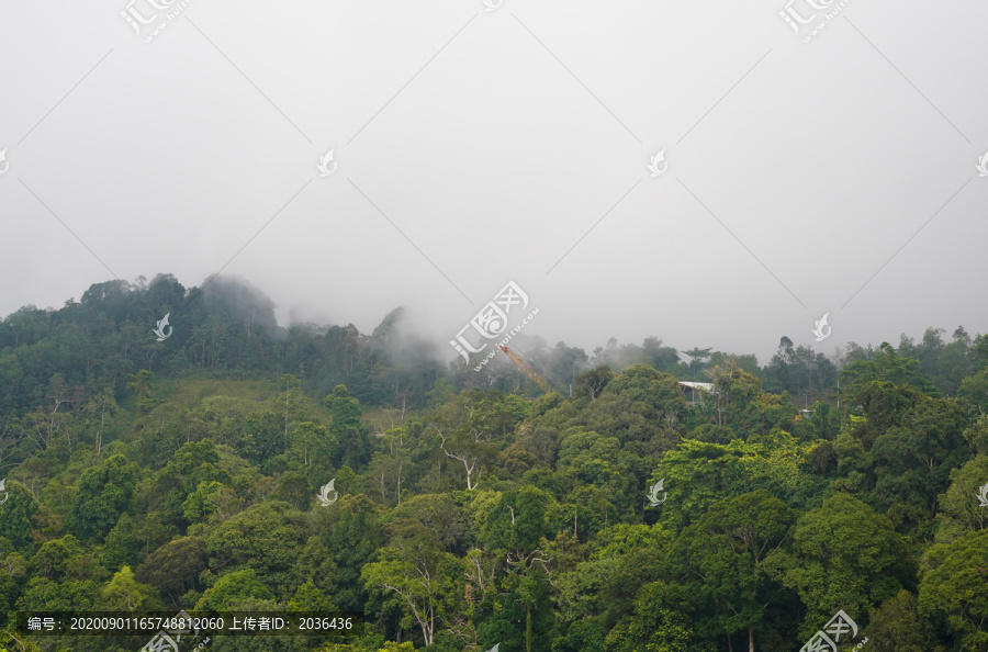 马来西亚热带雨林的雾气