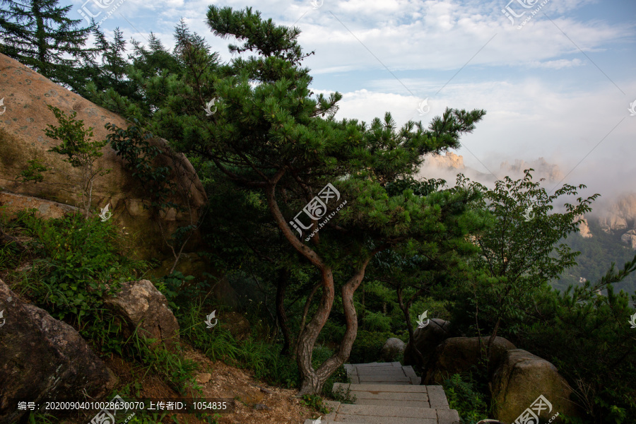 松树