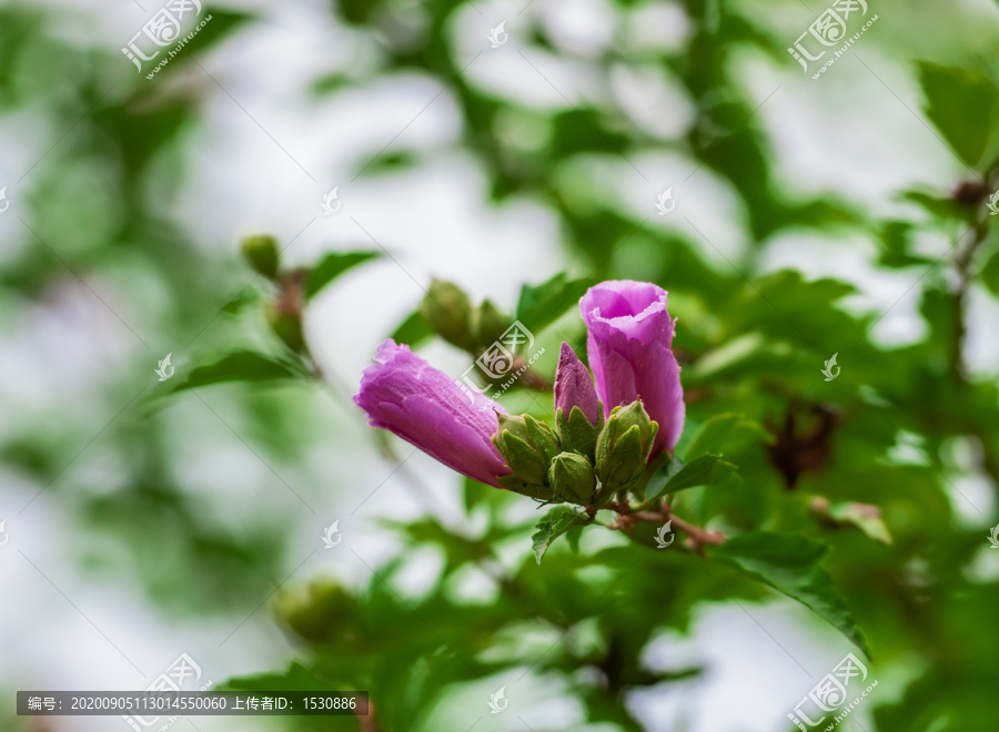 木棉花