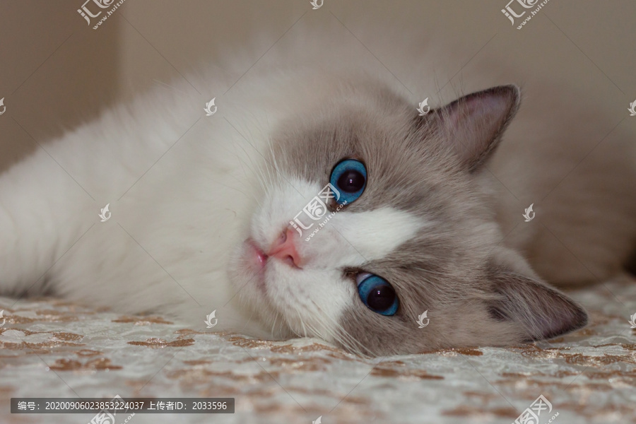 2岁布偶猫侧躺凝视迷人蓝眼睛