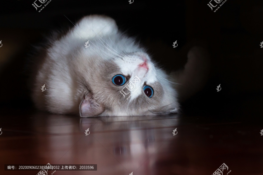 2岁布偶猫仰躺迷人蓝眼睛