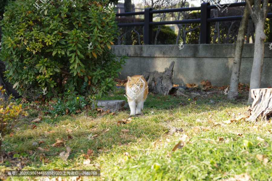 草地上的猫