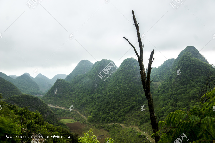 云南高山植被风光