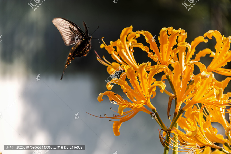 蝶恋石蒜花