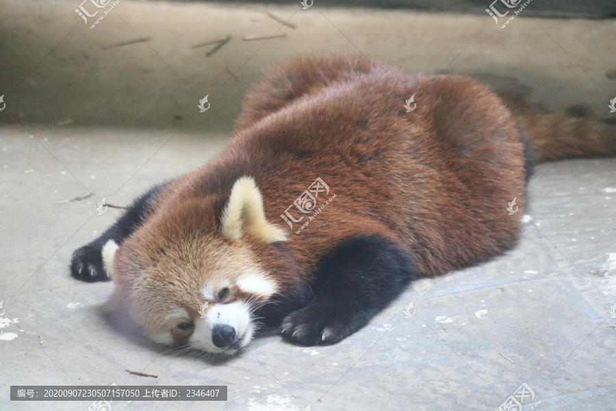 中山市紫馬嶺公園動物和風景圖片