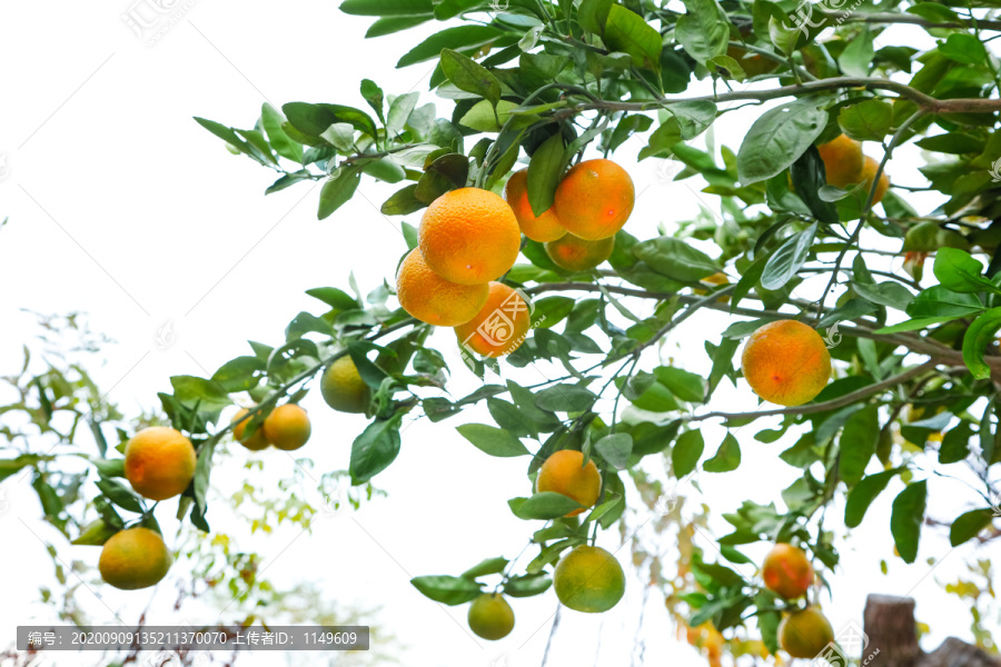 丑橘树