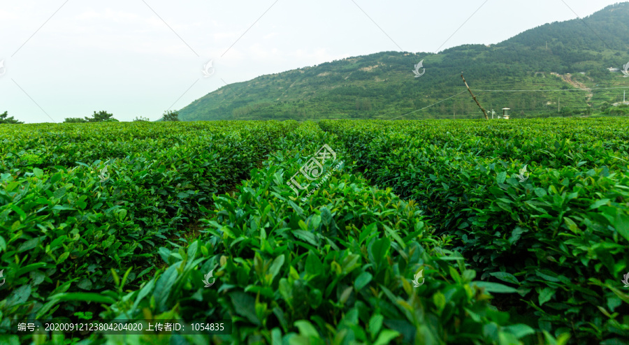 茶韵茶园梯田